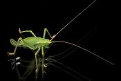 sabelsprinkhaan (tettigoniidae sp)
